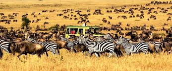 4 Days Luxury Safari From Zanzibar