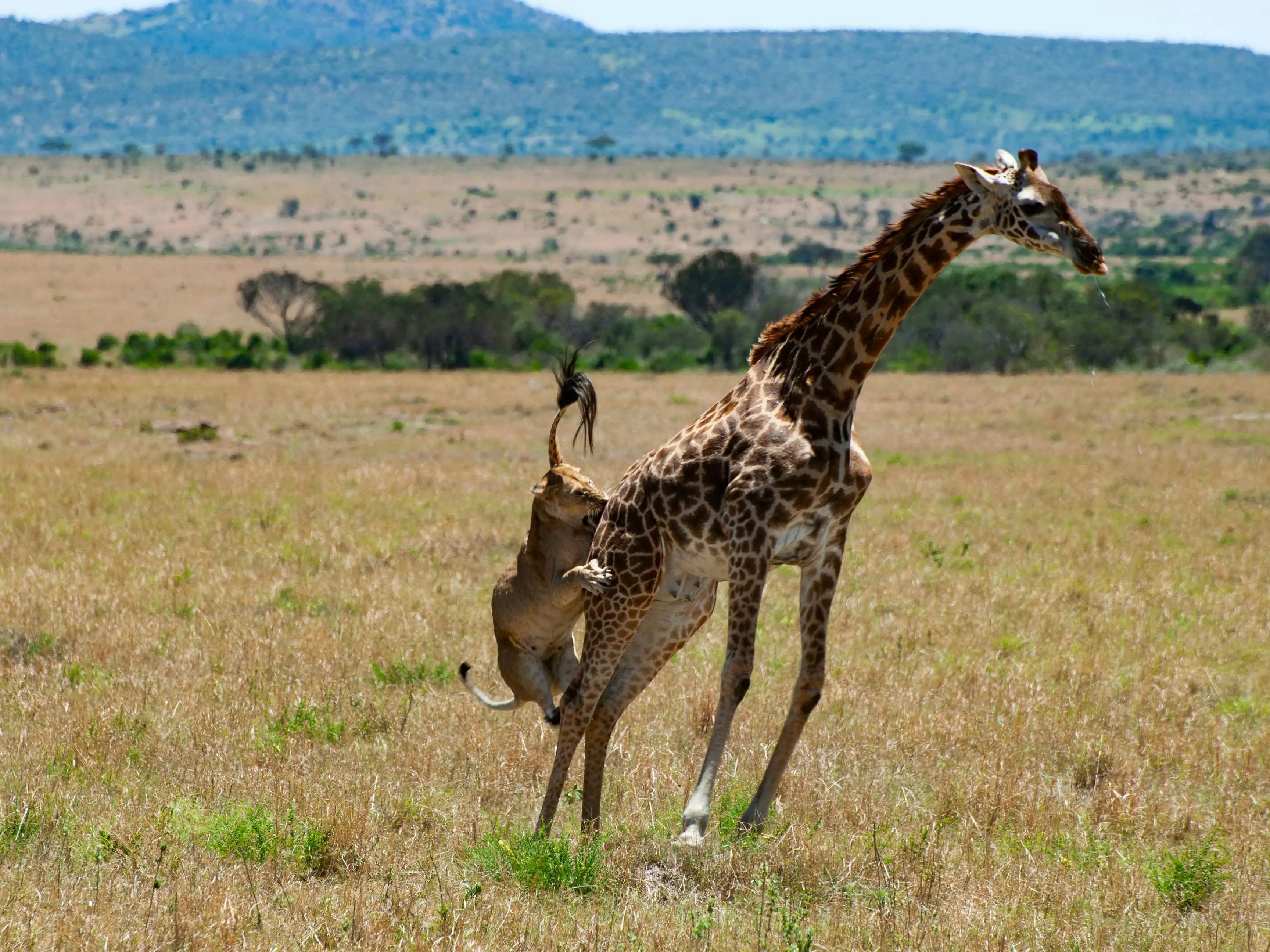 5-Day Kenya Safari- Maasai Mara & Lake Naivasha