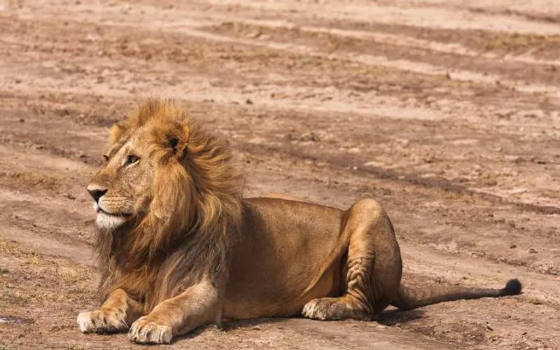 4-Day Arusha, Tarangire, Ngorongoro & Manyara NP