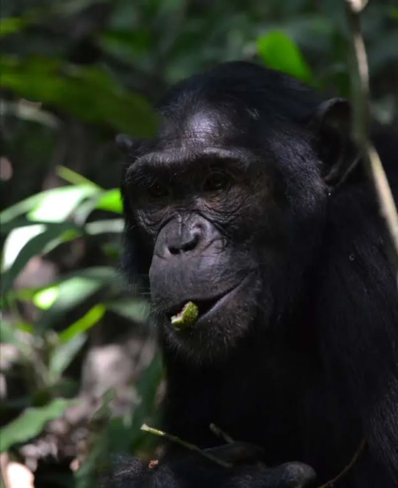 7-DAY PRIMATES AND SAFARI EXPEREINCE
