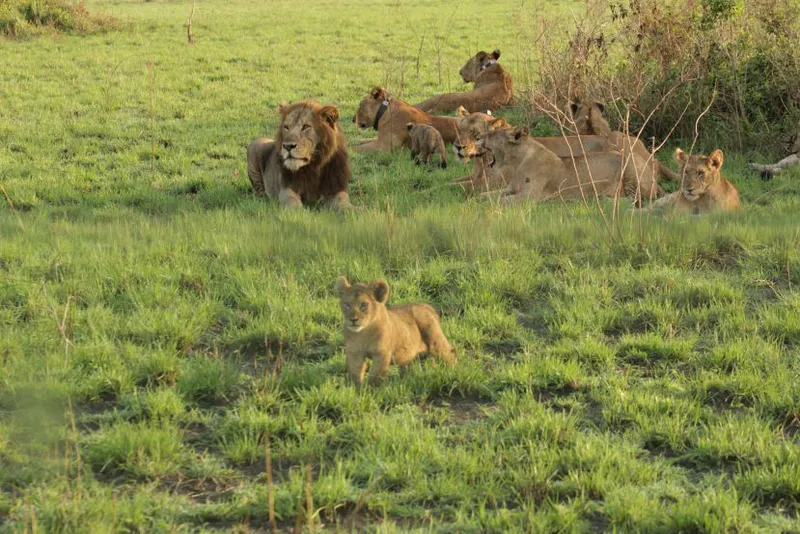 4-Days Masai Mara Safari Express