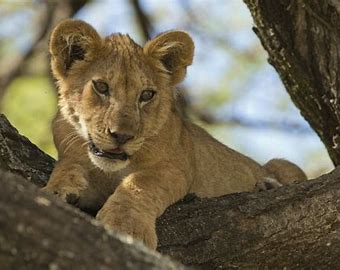 4-DAYS OF A WONDERFUL CAMPING SAFARI IN NGORONGORO AND SERENGETI