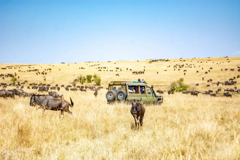 7 Days Extended Migration Explorer Tanzania Safari Experience
