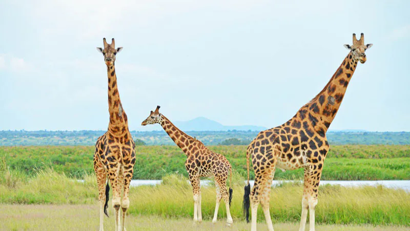 12-Day Explore Uganda and Gorillas Safari