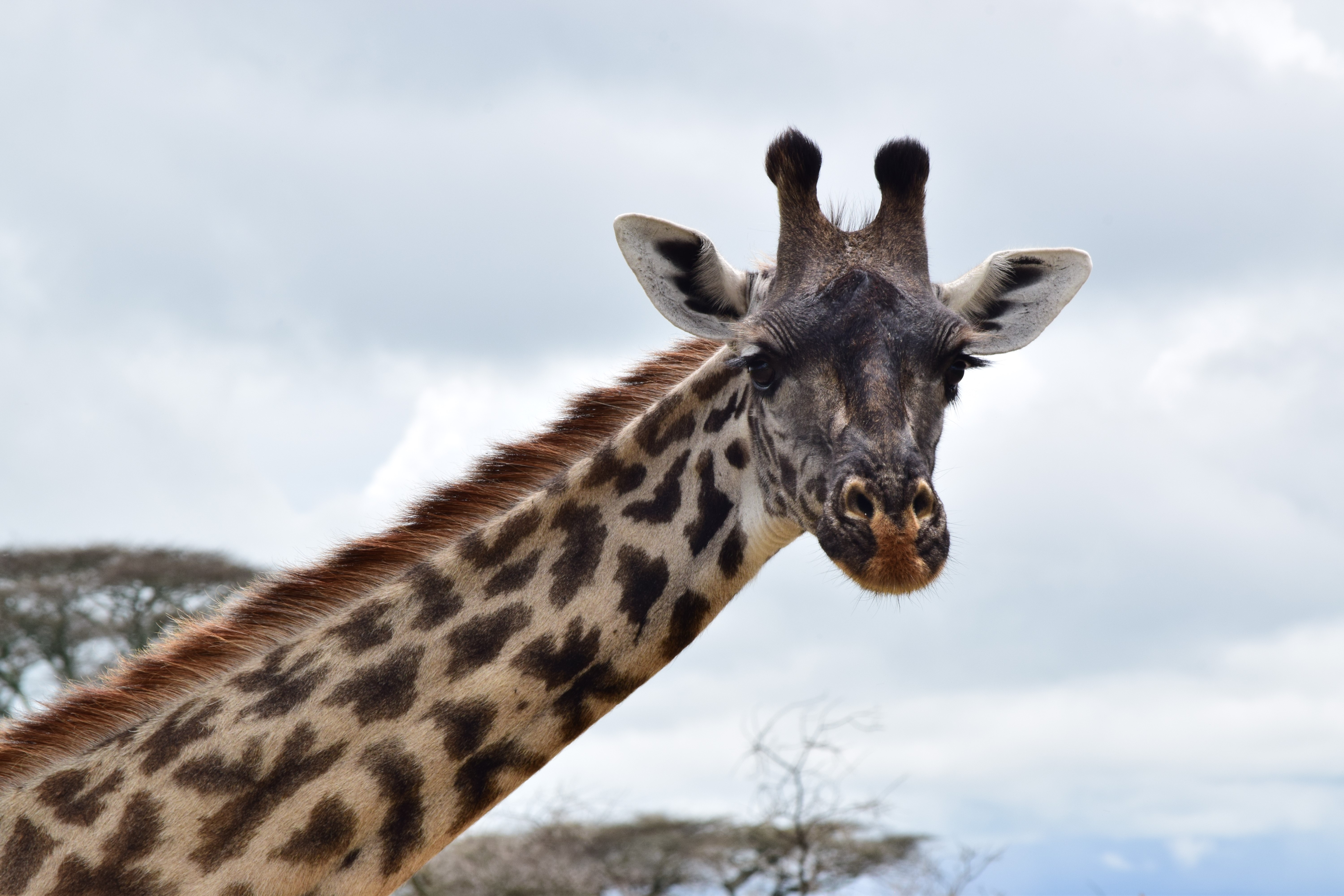 5-Day Luxury Fly-In Safari from Zanzibar: Tarangire, Serengeti & Ngorongoro Crater