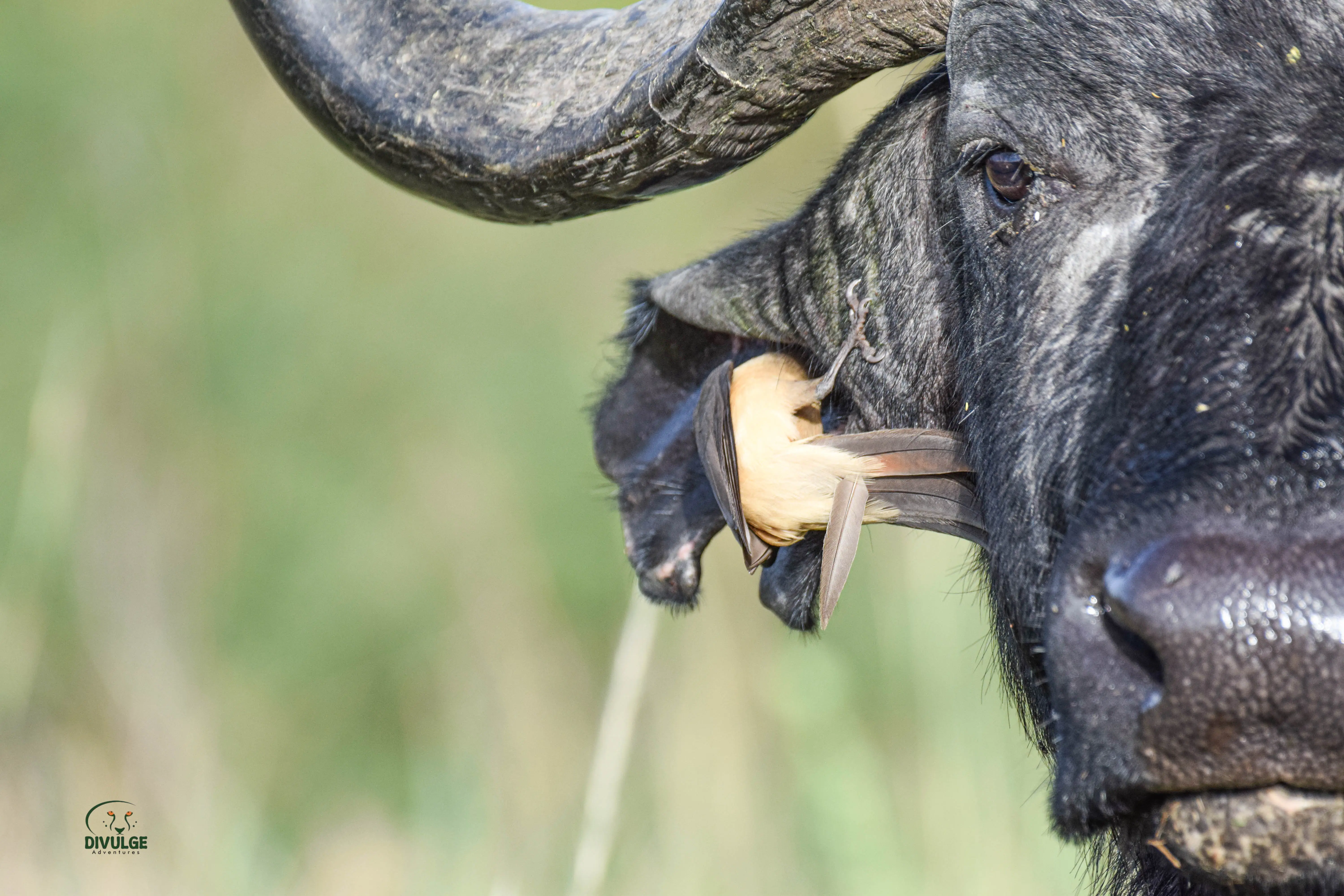 6 Day Kenya Classic Wildebeest Migration Sopa Circuit Standard Luxury Safari