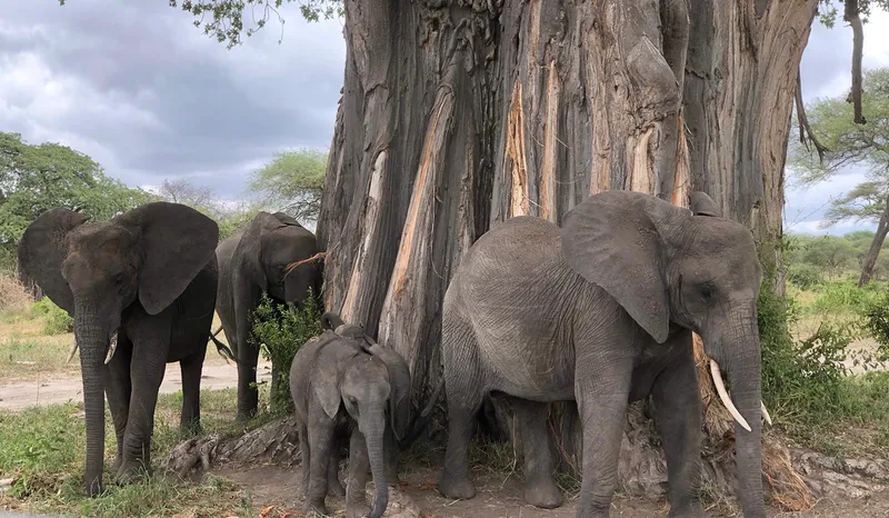 4 Days Lake Manyara, Ngorongoro Crater & Tarangire Budget Safari