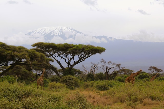 2 DAYS SHORT & SWEET SAFARI