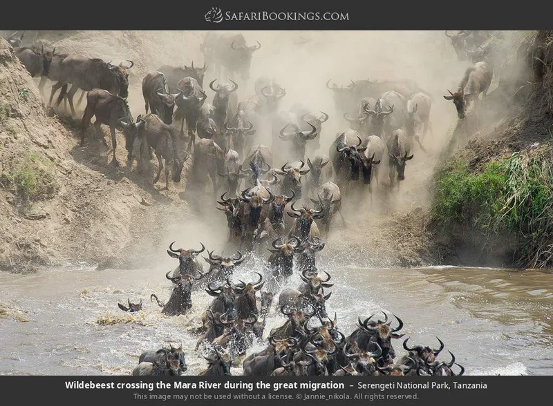 8 Days Footstep Migration Tanzania Safari