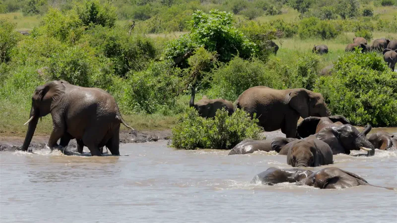 6 Days The Complete Northern Circuit Tarangire Elephants, Serengeti Predators, Ngorongoro Crater and Lake Manyara Tree Lions