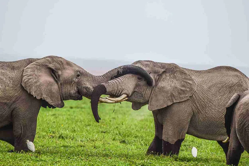11 Days 10 Nights Magical Kenya & Tanzania Classic Safari Itinerary