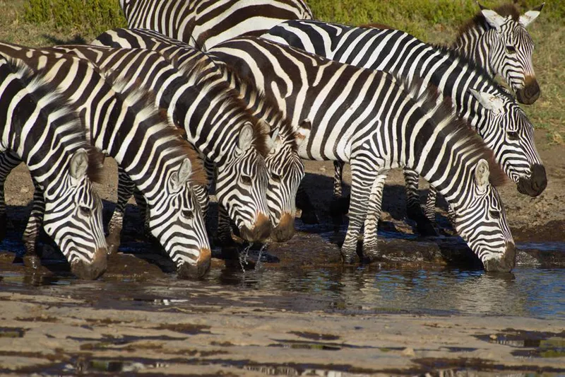 10-Day Tanzania Safari & Zanzibar