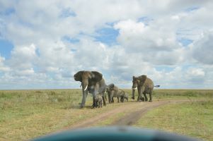 5 - Day Safari Serengeti , Ngorongoro and Tarangire Midrange accommodation