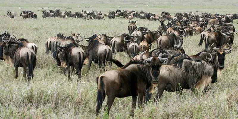 8 day Tanzania holiday wildbeest migrations