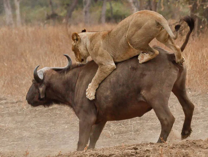 2 Tage – Tarangire- und Lake-Manyara-Nationalpark