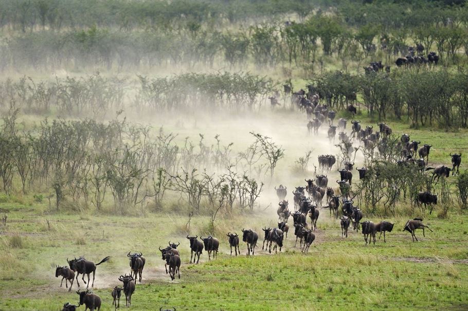 4-Day Fly in Serengeti Luxury Safari the Great Migration