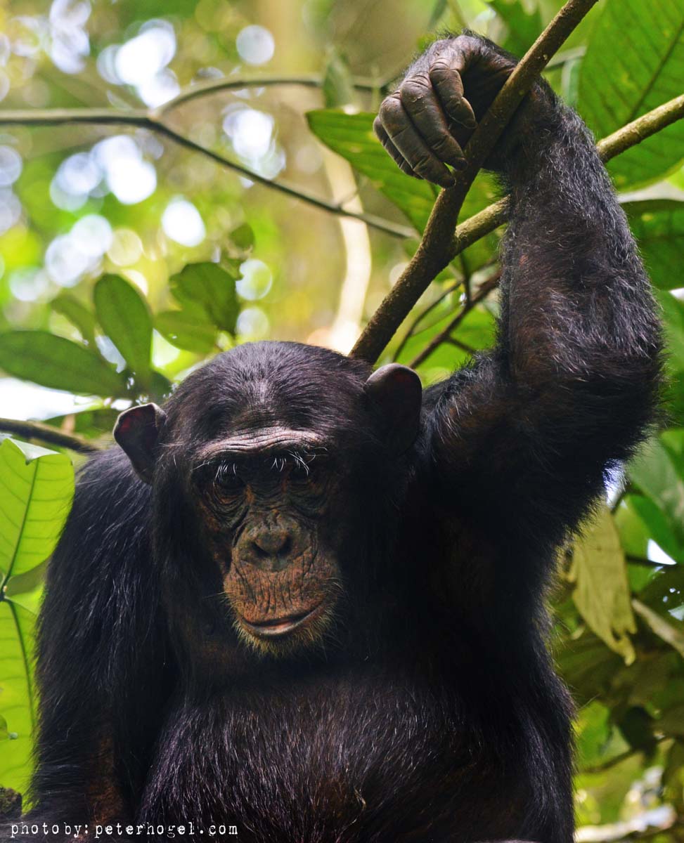 4-Day Gorilla Trekking and Kibale Chimpanzee Tour