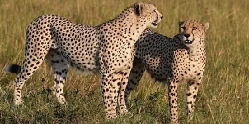 5-Day Midrange Safari: Explore Tarangire, Ngorongoro, and Serengeti