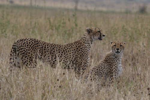 7-Day Serengeti Great Migration Safari-Calvin season - African Tanzanite Safari - Safarigo