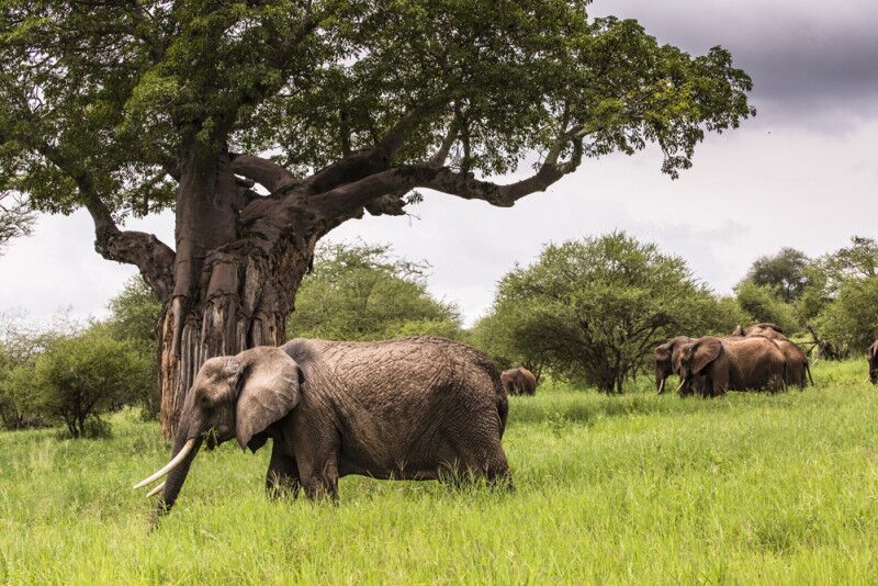 Tarangire National Park Day Trip