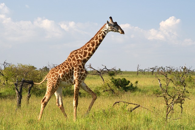 6-Day The Great Rift Valley Safari - Horizonhues Adventures - Safarigo