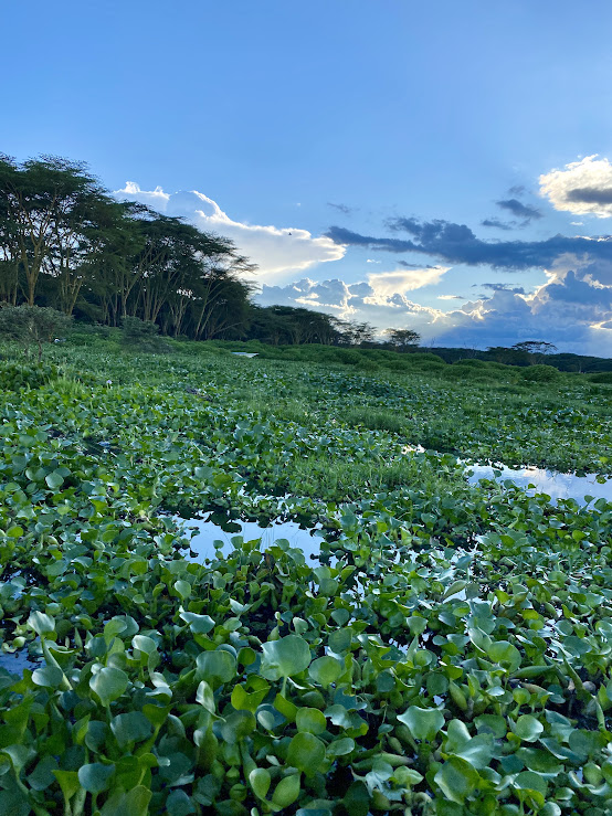 9 Days Luxury Expedition Ol Pejeta- Lake Elementaita- Masai Mara - Lake Naivasha - Amboseli - Tsavo West National park