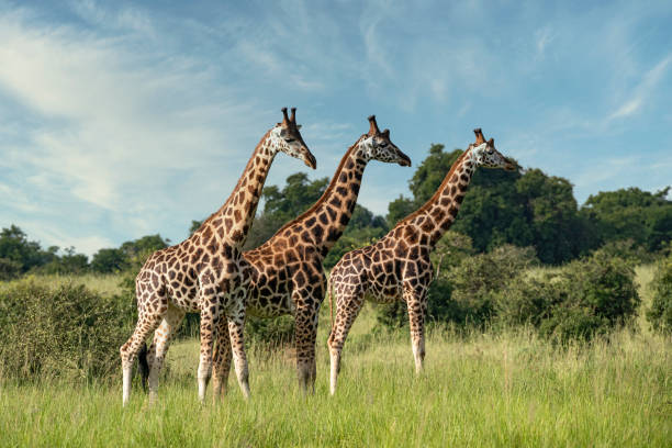 3-DAY MURCHISON FALLS LUXURY TOUR - The Shuttle Hospitality - Safarigo