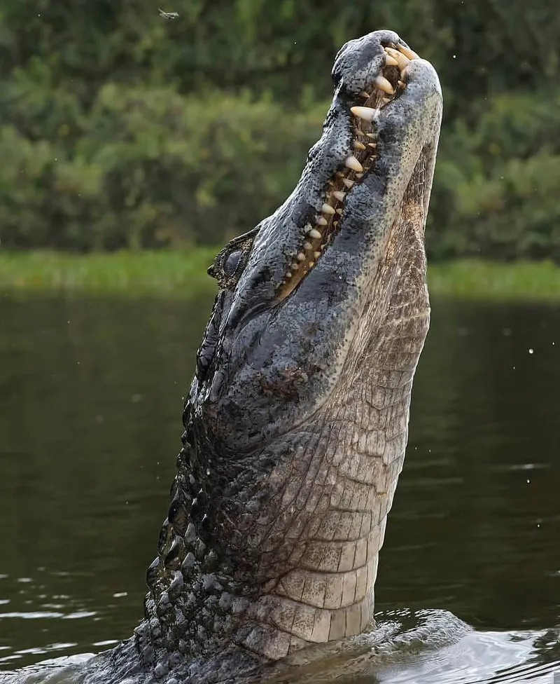 Day Trip - Nyerere National Park (Selous GR) from Dar-es-salaam