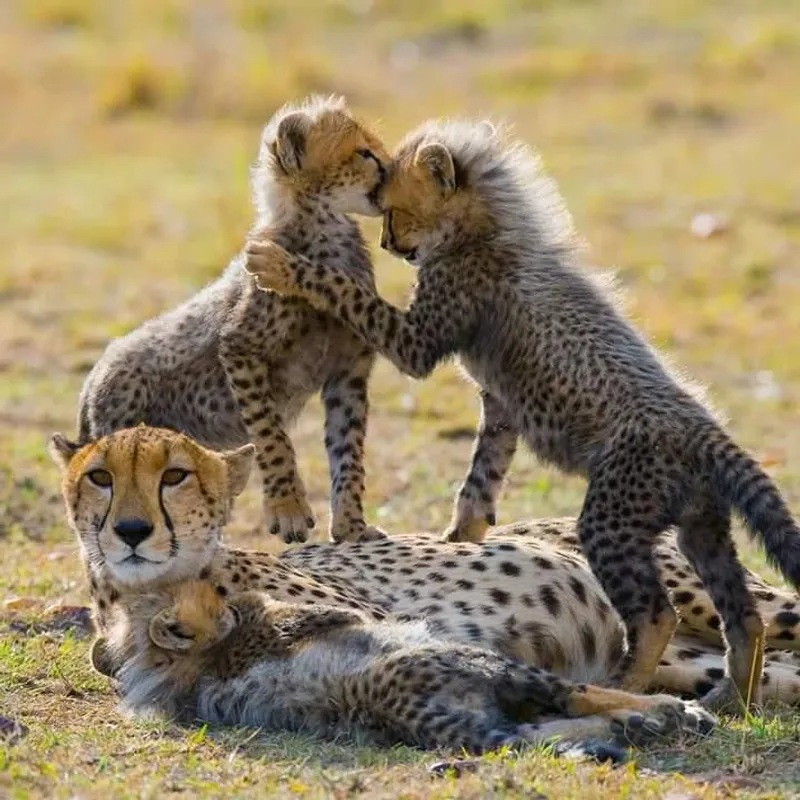 5-Day Fly Safari from Zanzibar to Serengeti National Park