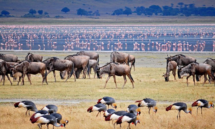 5 DAY EPIC ADVENTURE IN SERENGETI NATIONAL PARK
