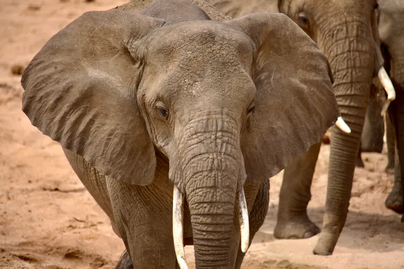3 Day budget Safari