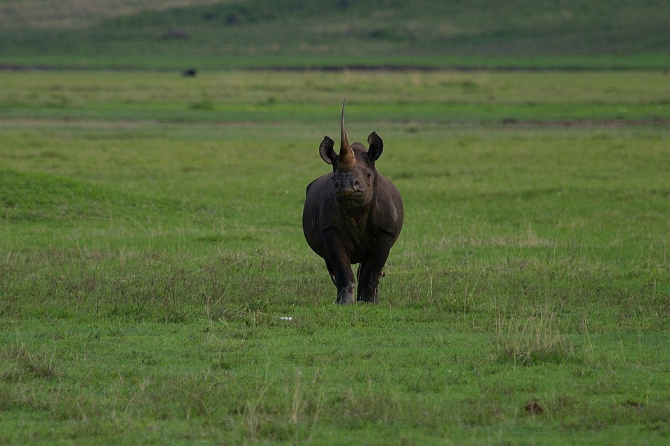 5-Day Group Tour Manyara Serengeti Ngorongoro Tarangire