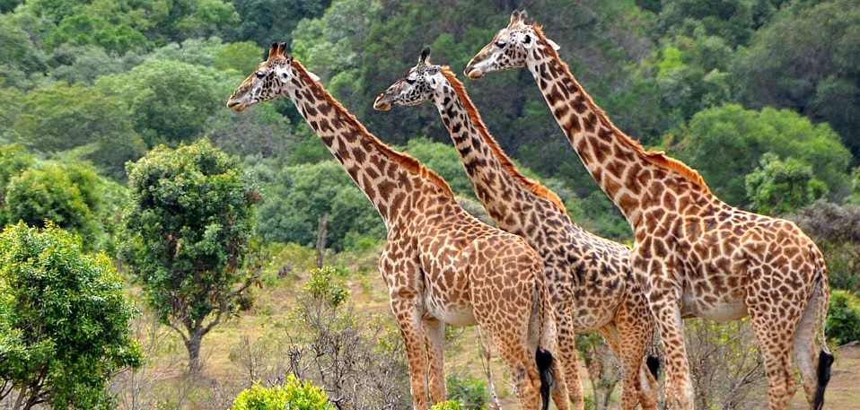 6-Day Private Budget to Serengeti, Tarangire, Ngorongoro