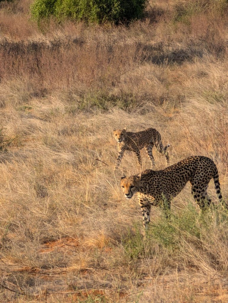 3 Day Thrilling Safari In Samburu National Reserve