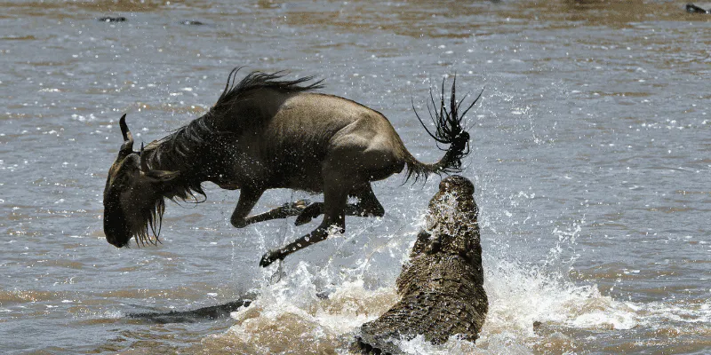 1-Day Full Day of Shared Safari in Mikumi Flying in & out from Zanzibar