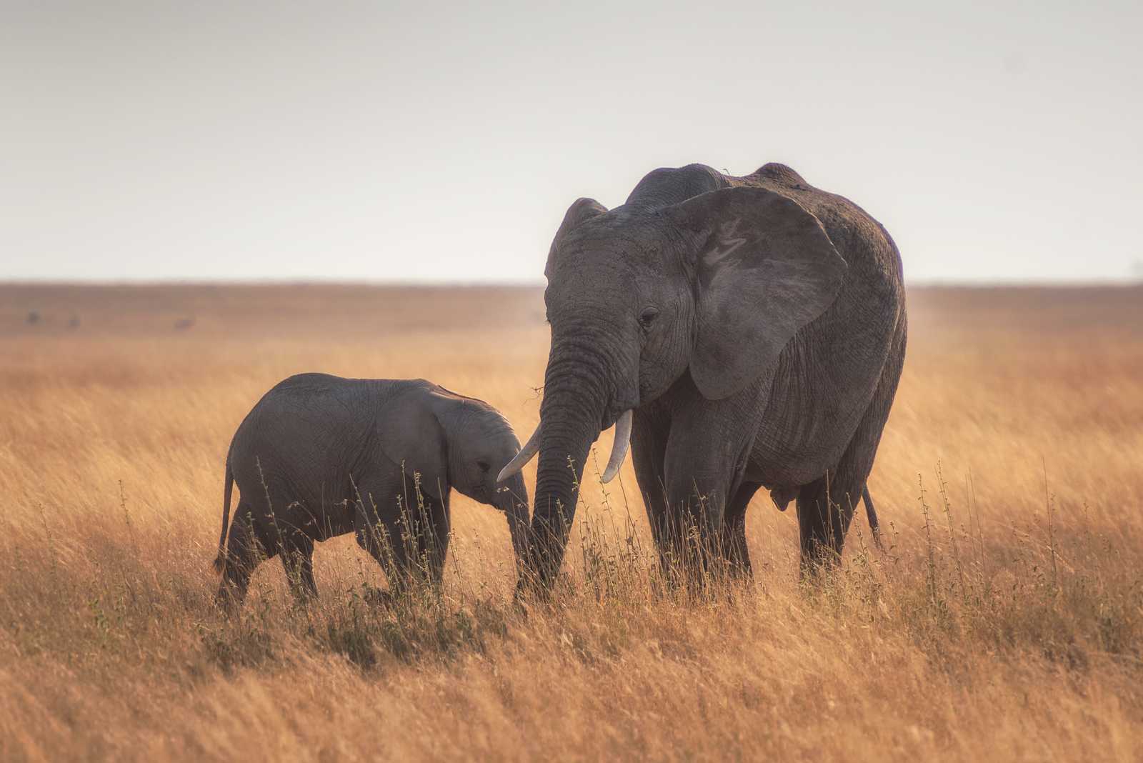 4-Days Tarangire, Serengeti and Ngorongoro Safari