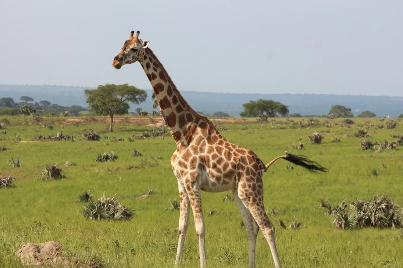 8 Days Zimbabwe, Botswana&South Africa Tour