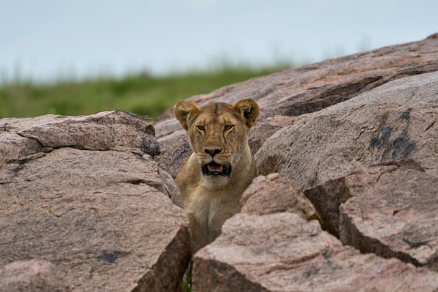 2-Day Exciting Tanzania Honeymooners Fly-in Safari