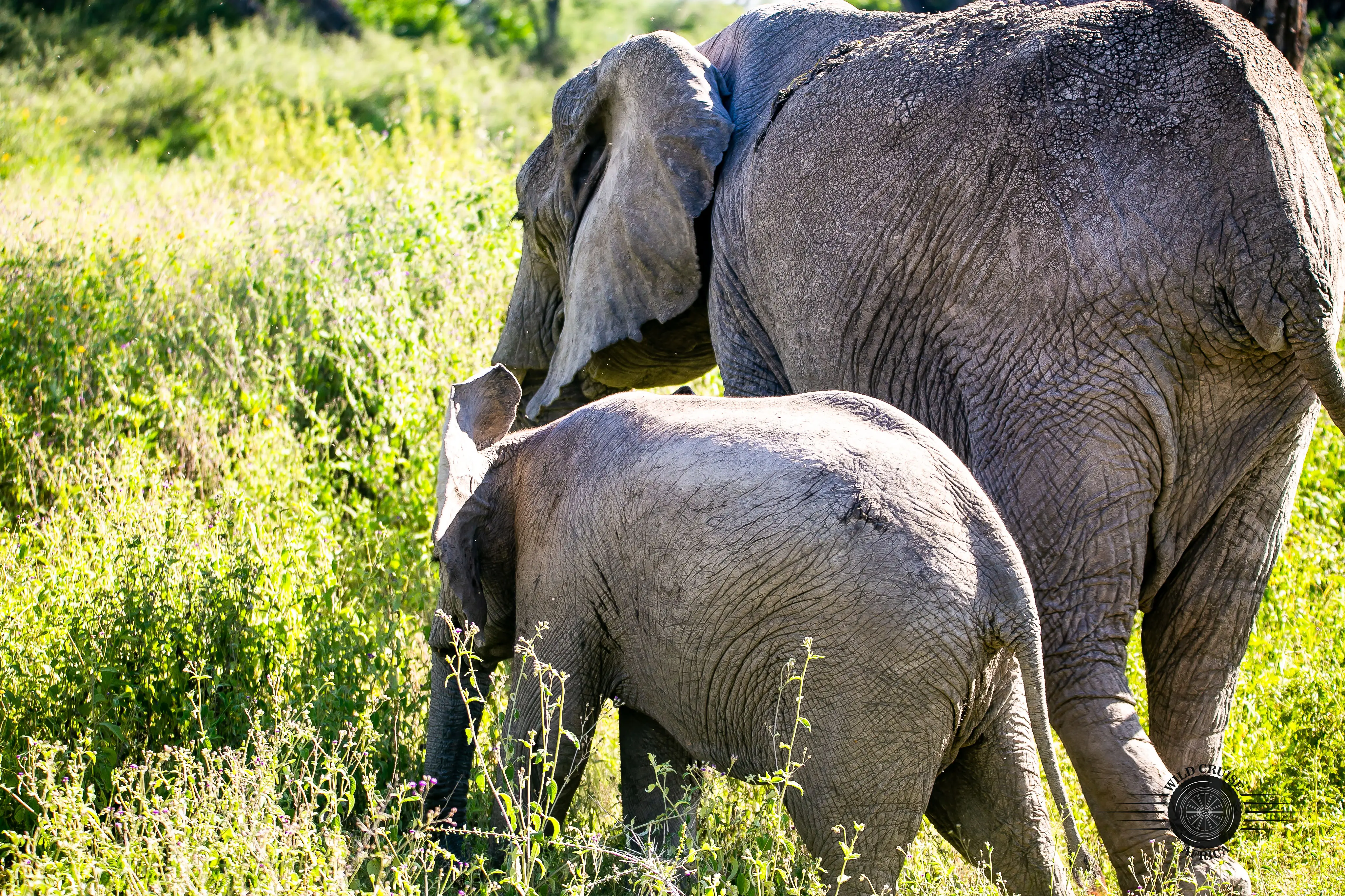 4-Day Arusha, Tarangire, Ngorongoro & Manyara-Mid-Range