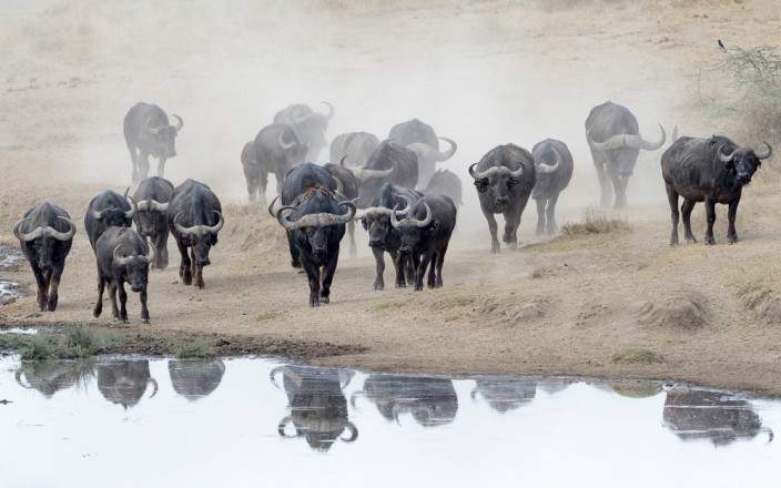 6-Day Safari to Arusha, Tarangire, Ngorongoro & Manyara