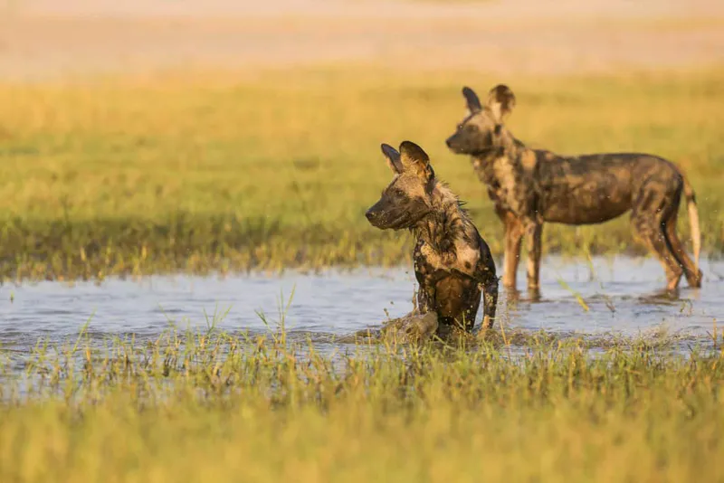 5 Days Great Migration Safari Calving Season