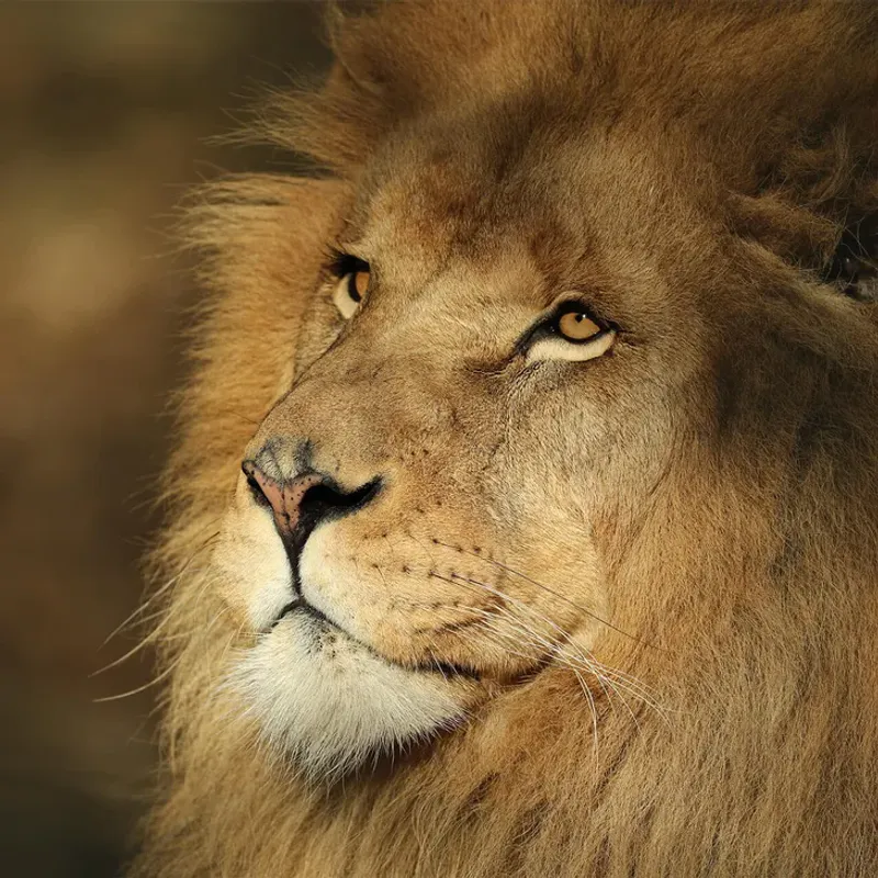 6-Day The Big 5 Wildlife Tour at Tanzania Northern Parks 