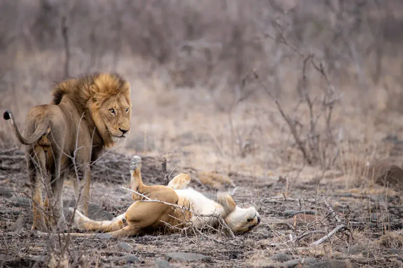 4-Day Lake Nakuru and Masai Mara Luxury Kenya Safari Adventure
