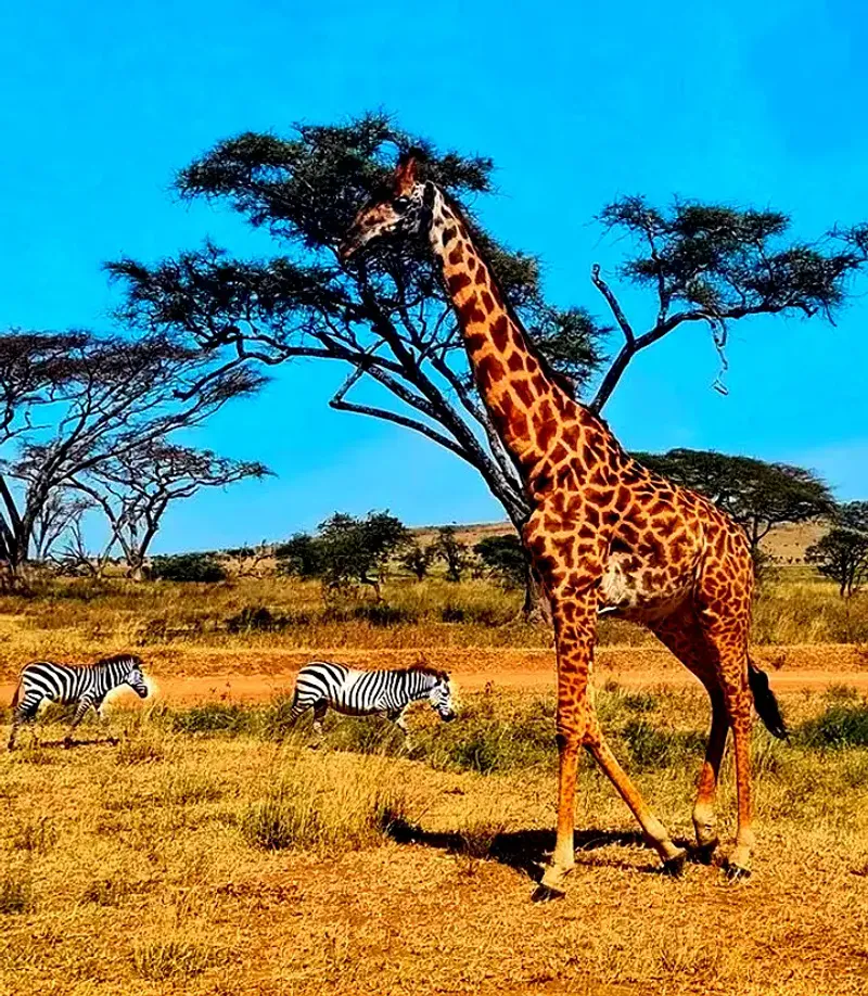 7 Days Great Tanzania Migration Safari