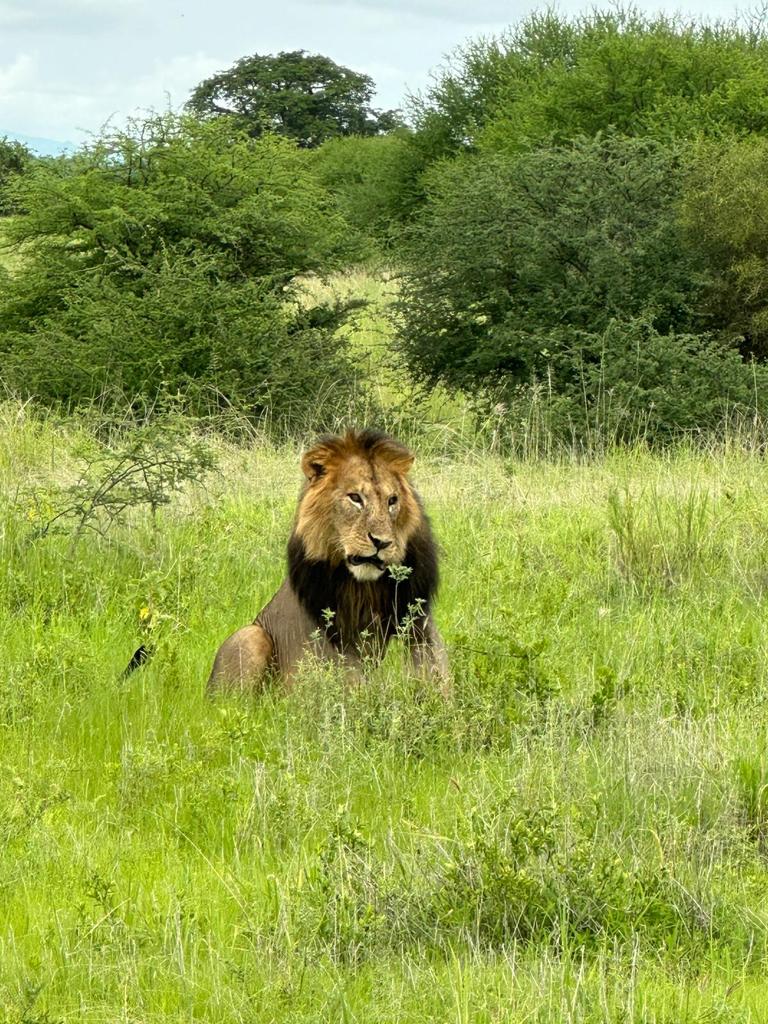 6-Day Luxury photograpic Safari in Tanzania
