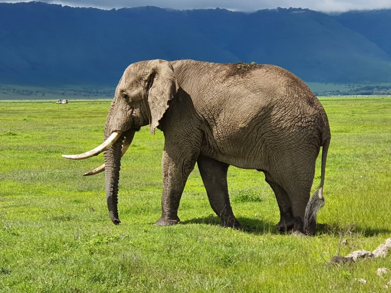 5- Day Magic Safari