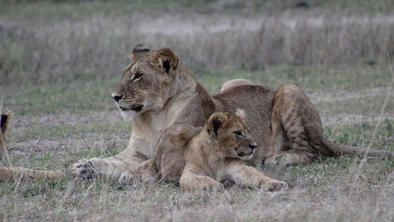3-Days Ngorongoro Wildlife Safari