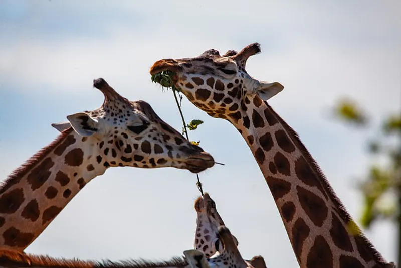 5 Day Tanzania Luxury Safaris