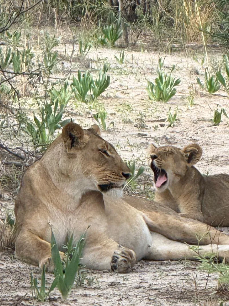3 Days / 2 Nights Maun - Okavango Delta - Maun