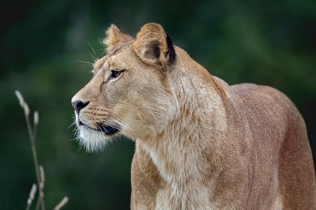5 Day Tanzania Luxury Safaris